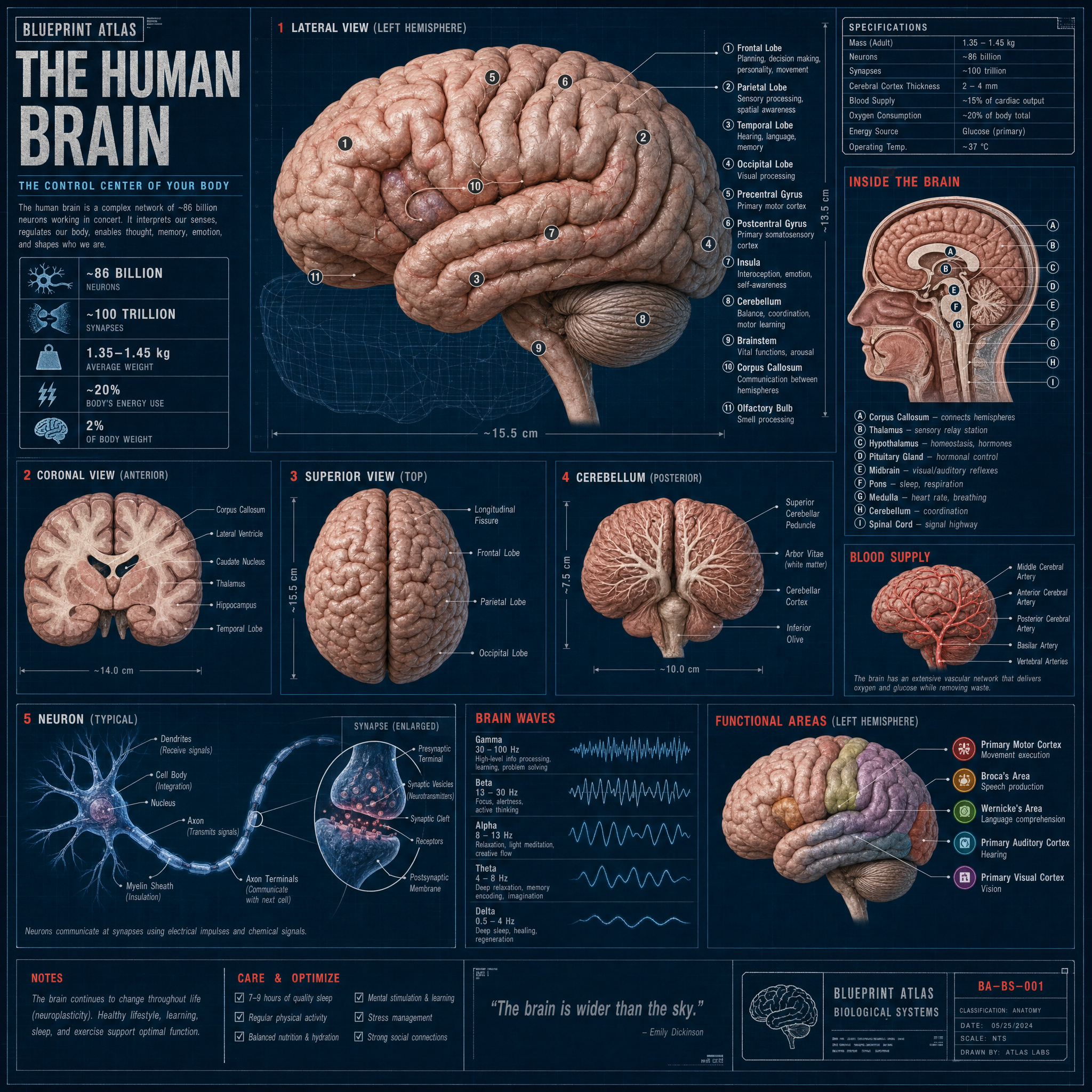 Human Brain