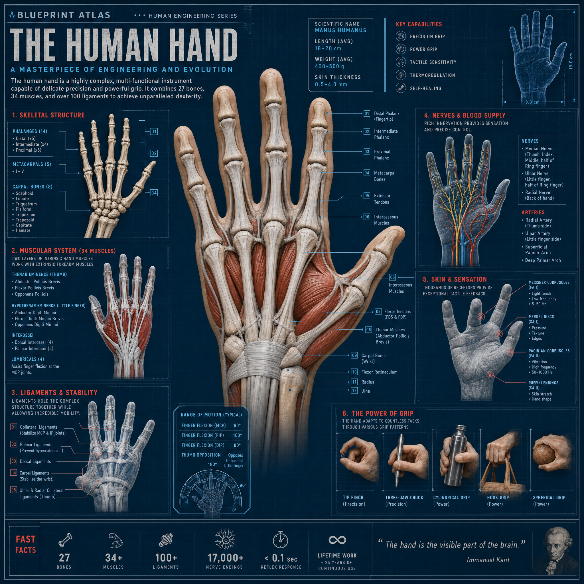 Human Hand
