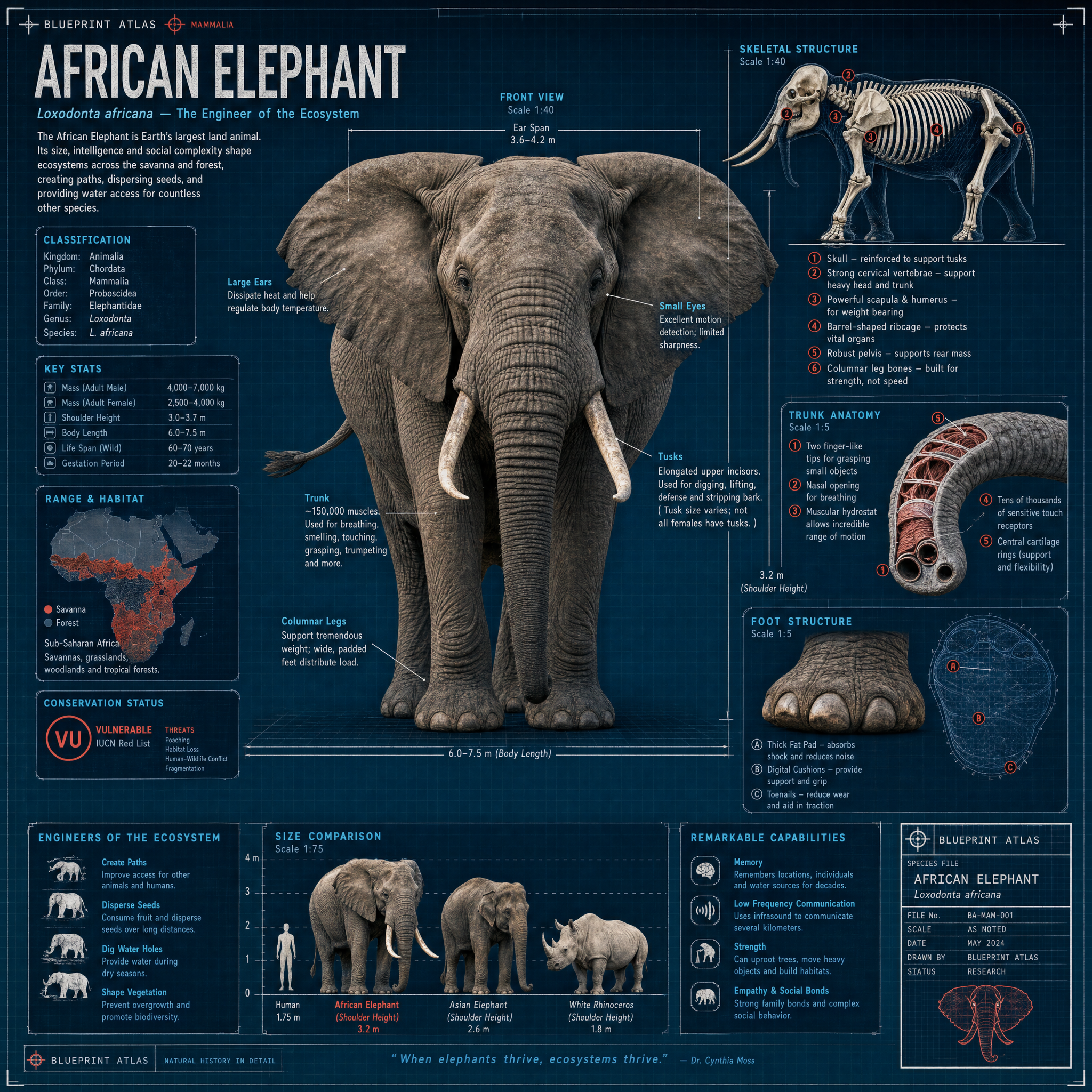 African Elephant