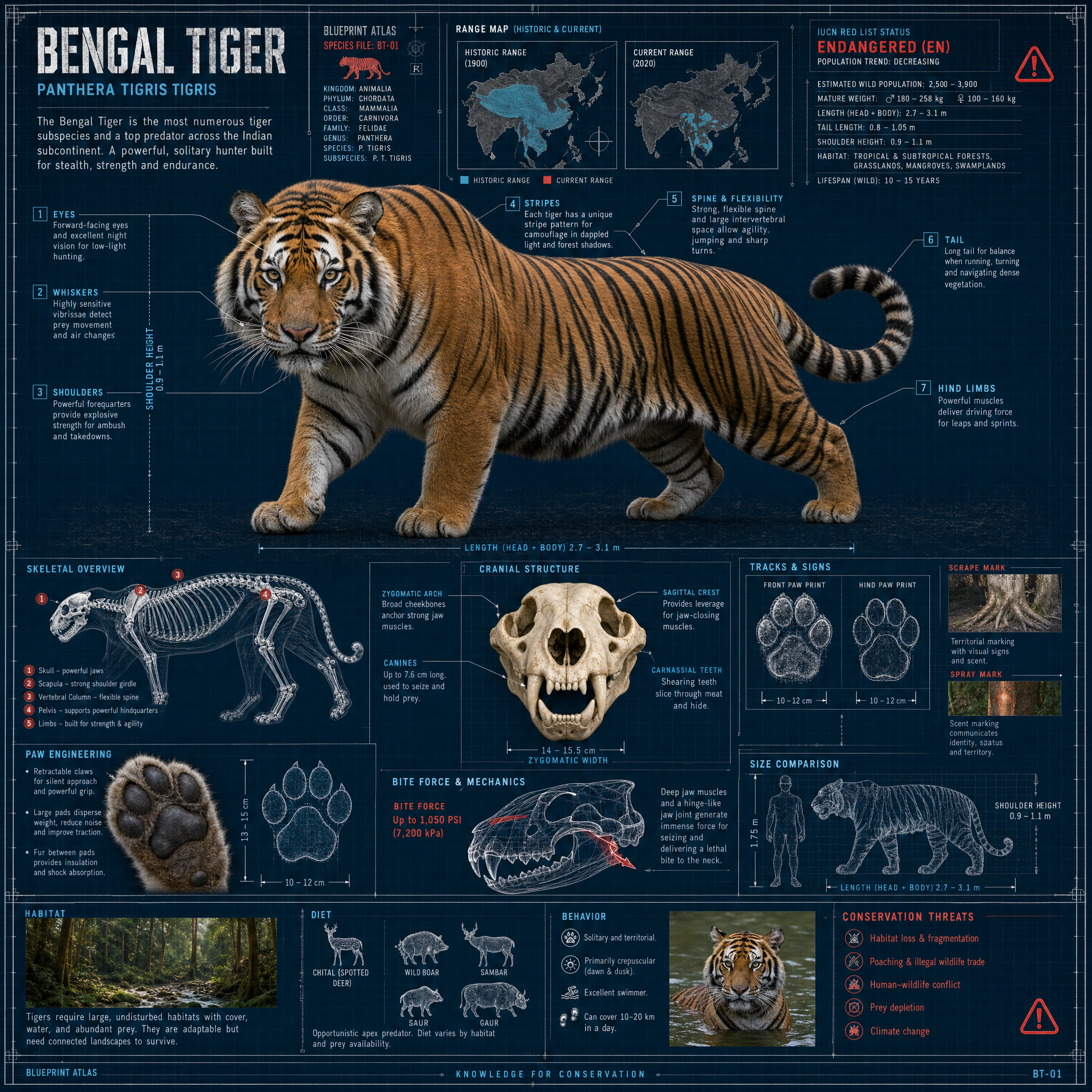 Bengal Tiger