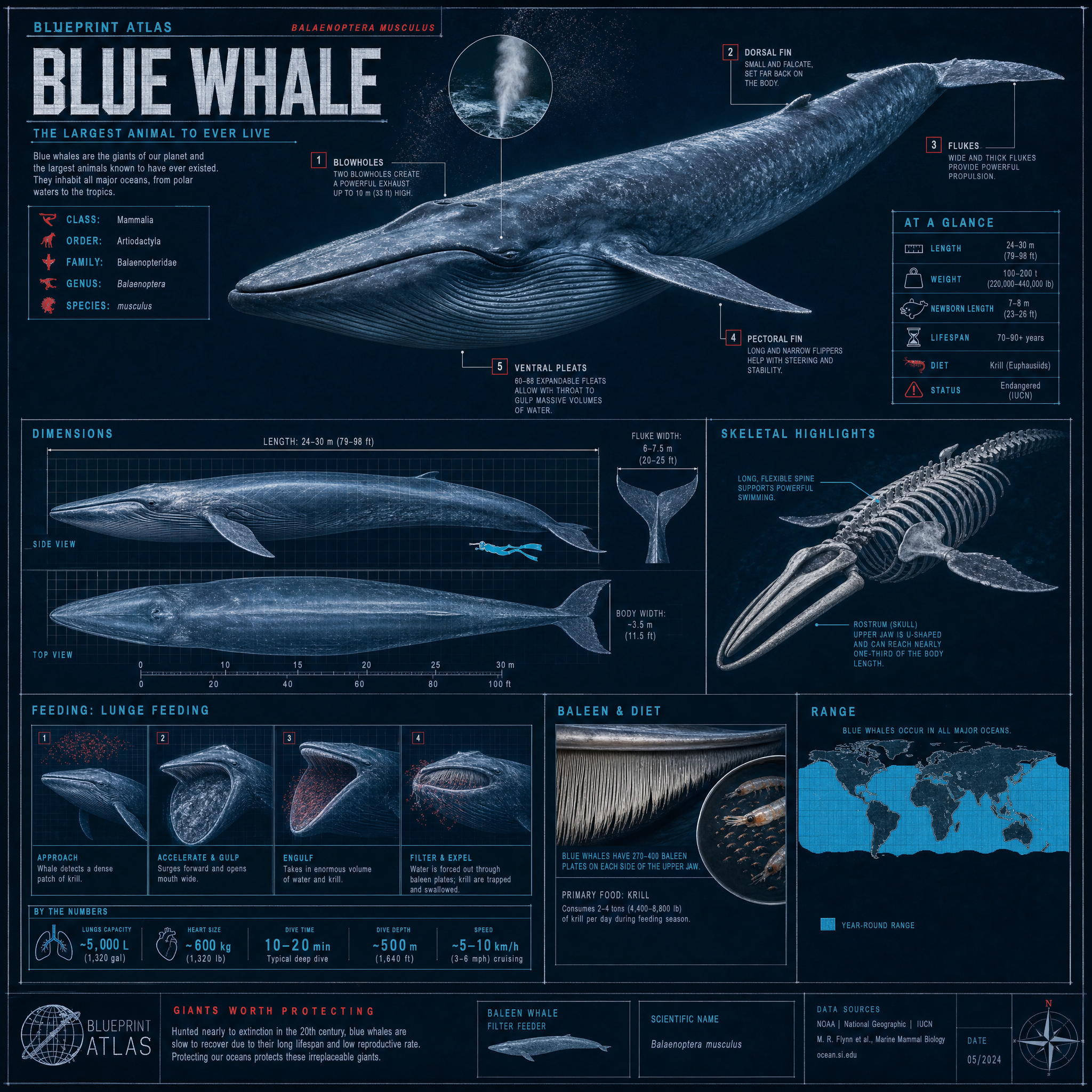 Blue Whale