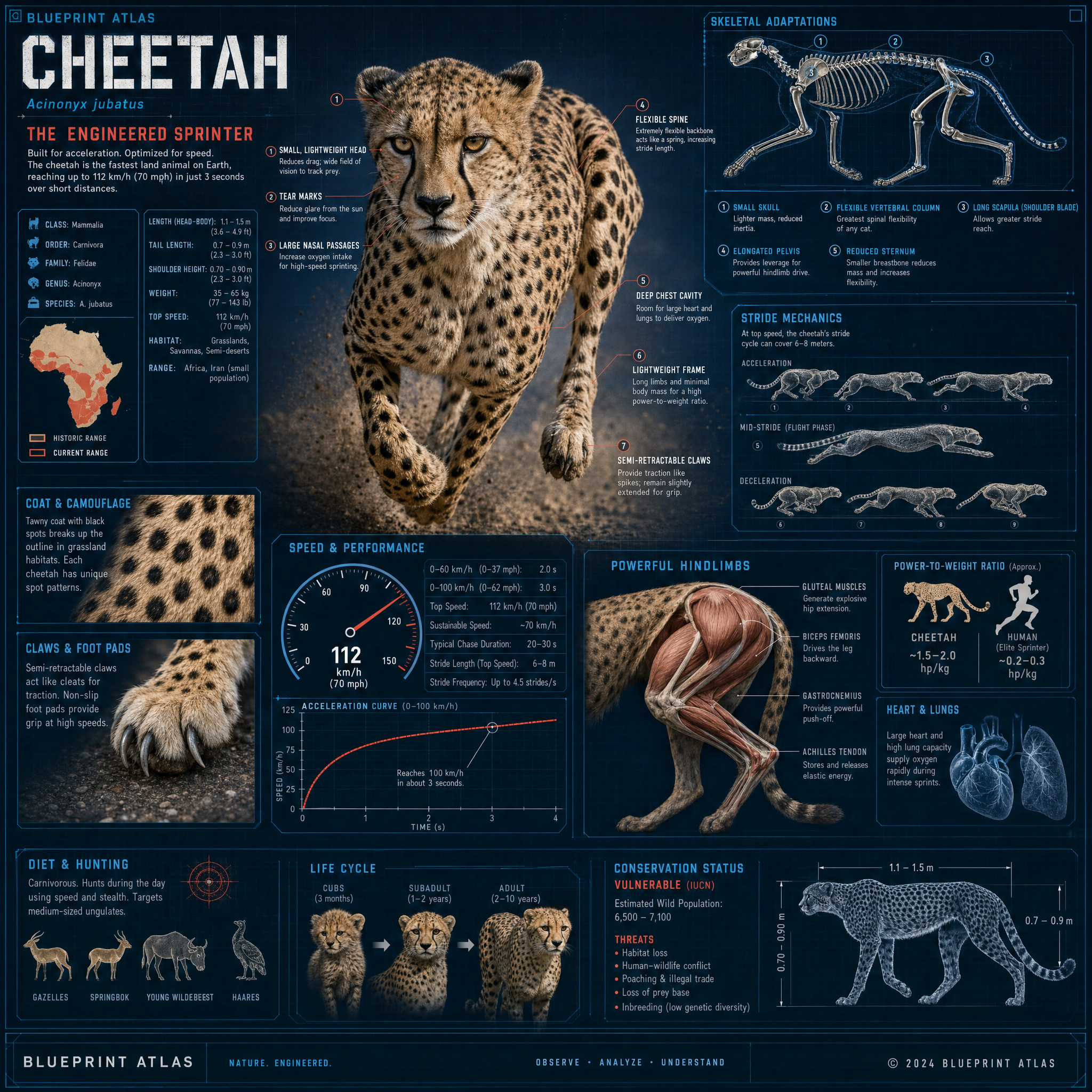 Cheetah