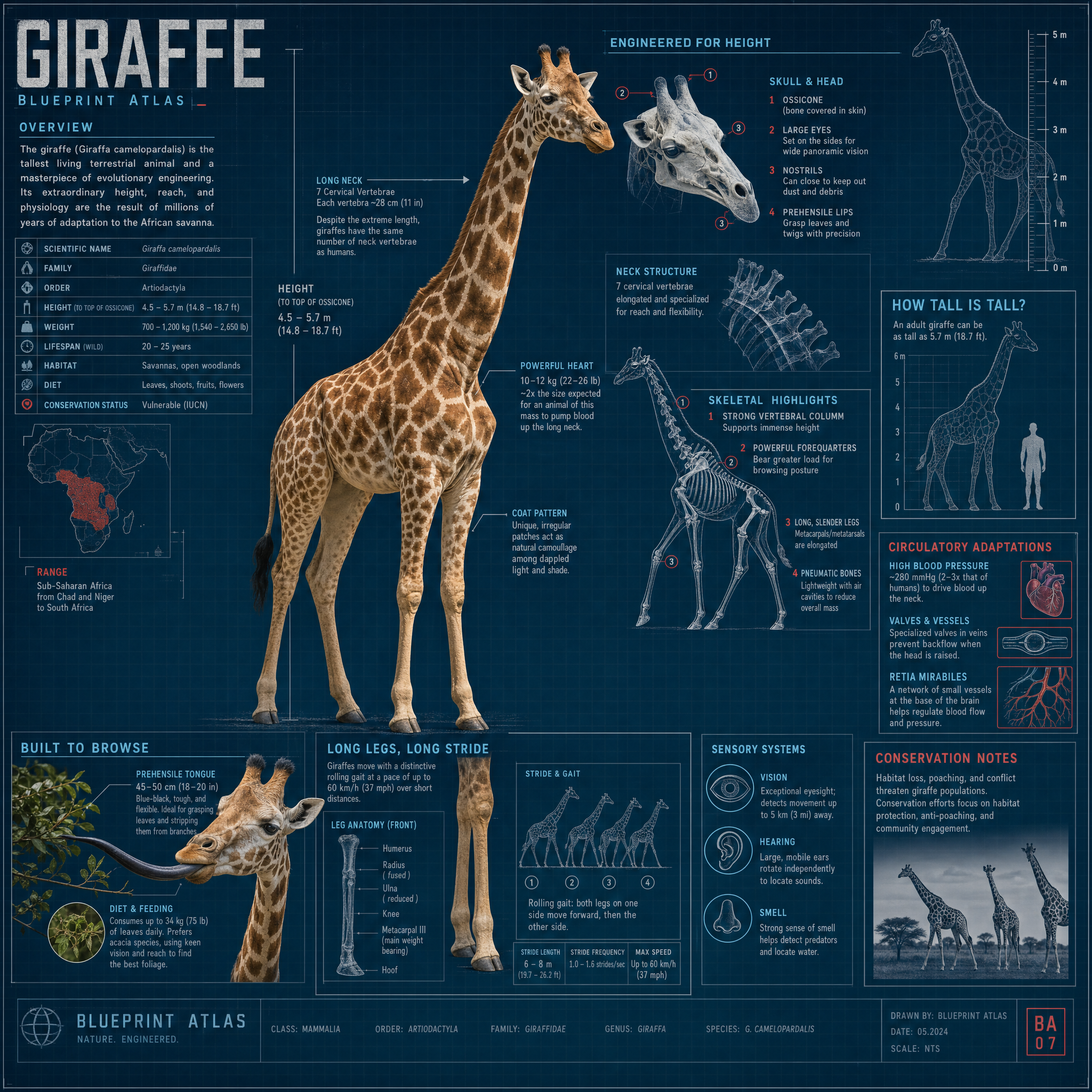 Giraffe