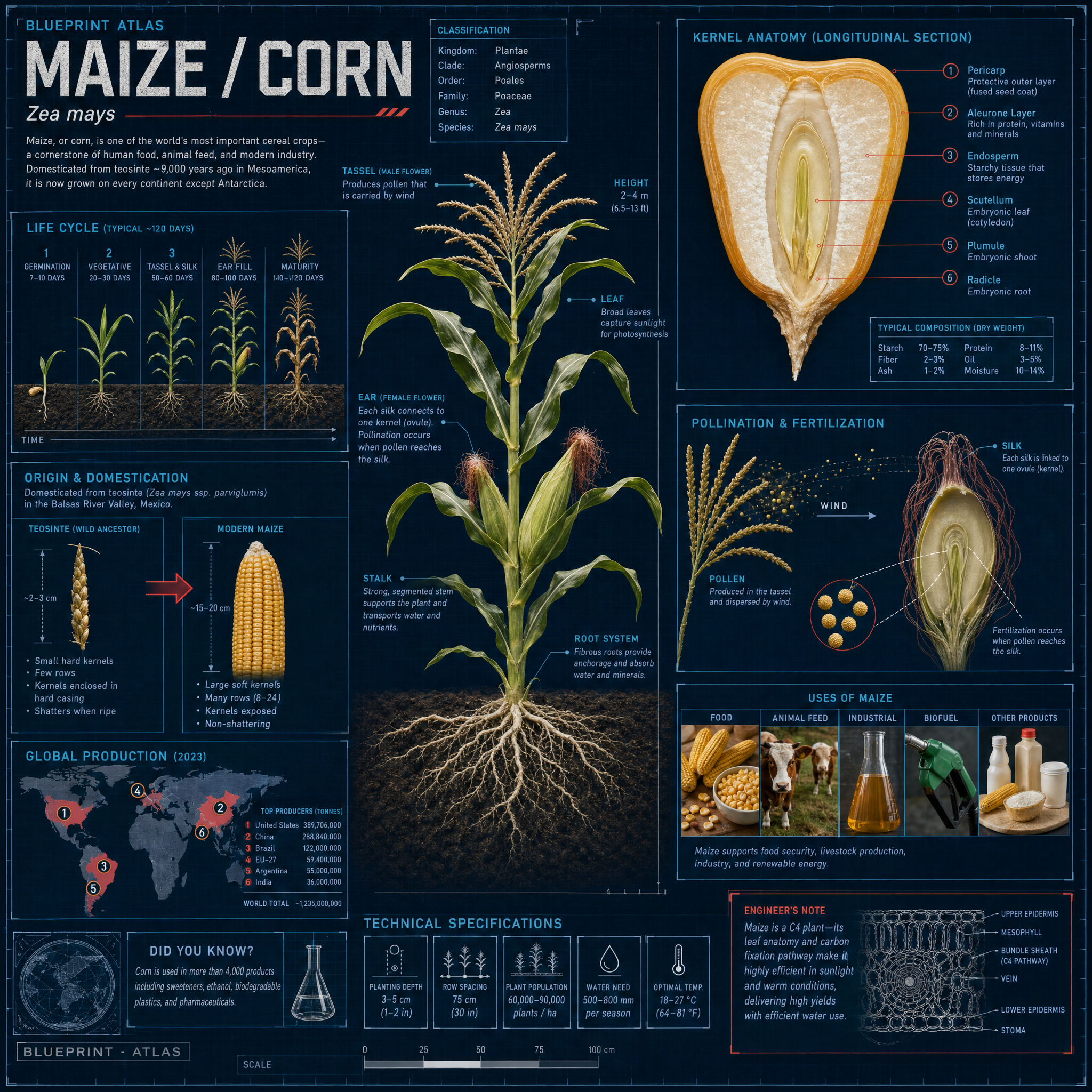 Maize / Corn