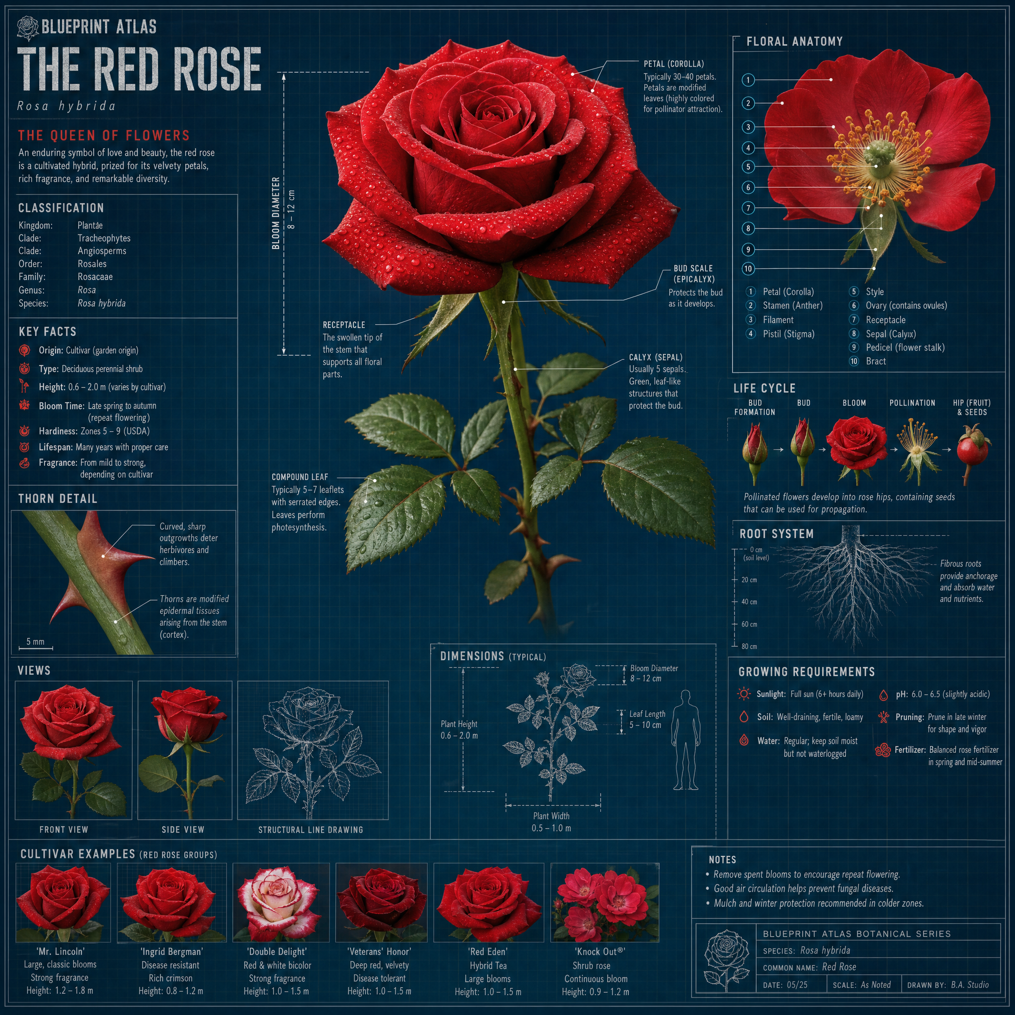 Red Rose